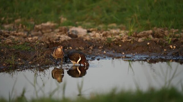 Greater painted-snipe couple feeding in a waterhole at sunset. Sexually dimorphic species, fhe female is polyandrous with the males incubating the eggs and caring for the young