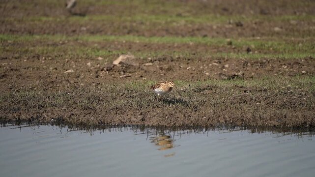 Common snipe grazing in a large wetland. Typical long beak 