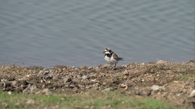 Little ringed plover grazing in a large wetland with the wind