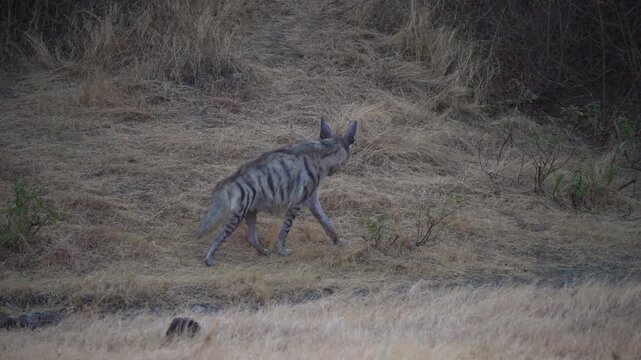Striped hyena adult walking in the Indian grassland at sunrise, beautiful stripe pattern fur