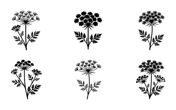 Elegant Queen Anne's Lace Vector Icons, Delicate Botanical Silhouettes for Nature Designs