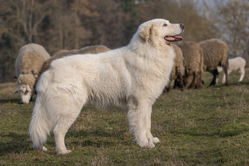 Obraz premium The picture shows a large white herding dog, likely a Great Pyrenees or Maremma Sheepdog