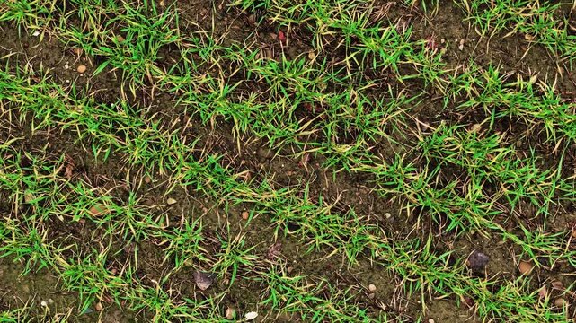 Green wheat crops in countryside field. Agriculture field with ripening plant sprouts. Agro production, agricultural company, operating ranch activity, grain marketing