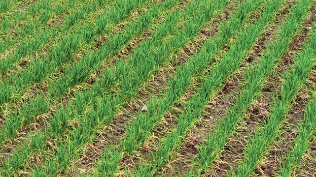Endless field with green crops aerial perspective. Farming area with ripening green sprouts. Agriculture business model, rural agribusiness, running productive ranch, selling grain yield