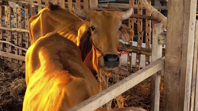 Skinny bull eating, feeding on hay or dry grass in cattle shed