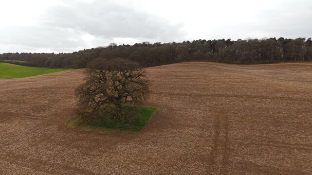 Ancient oak tree centered in harvested farmland with rolling hills under grey cloudy sky. Rural field textures and forest backdrop creating quiet countryside atmosphere with earthy tones. Agriculture