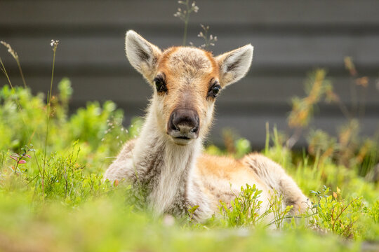 Portrait of an adorable reindeer calf (Rangifer tarandus) resting among green shrubs in Northern Finland
