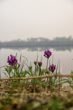 Purple astragalus flowers on the lake shore
