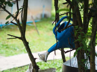 vibrant blue plastic watering can hangs tucked away on a tree branch in a backyard garden, symbolizing rural gardening habits, simple lifestyle, and everyday domestic chores. © นิรมล บุญเทพ