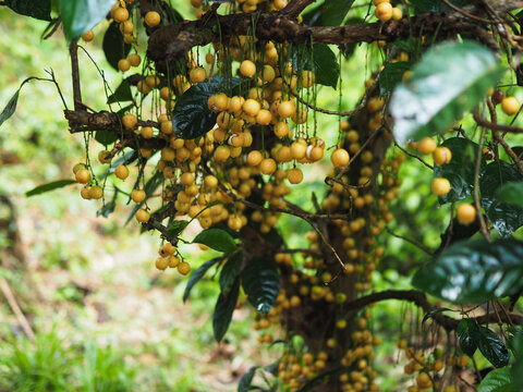 Vibrant yellow Burmese grapes hanging in dense clusters from tree branches in a lush tropical orchard, showcasing natural abundance, exotic summer fruits, and agricultural beauty.