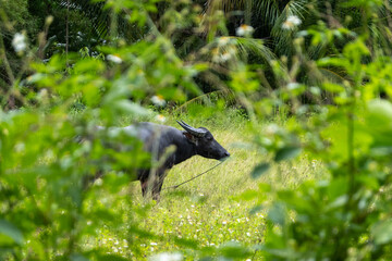 Fototapeta premium Thai water buffalo resting among lush green vegetation