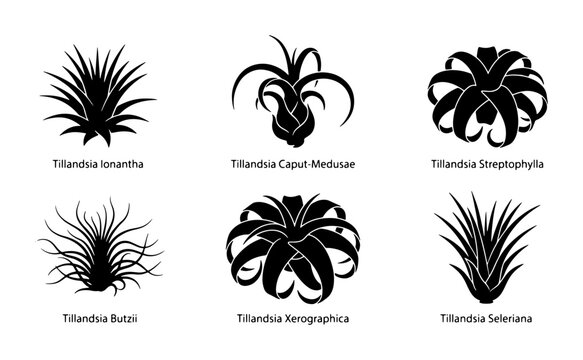 Air Plant Silhouettes Collection: Tillandsia Ionantha, Caput Medusae, Streptophylla, Butzii, Xerographica, Seleniana