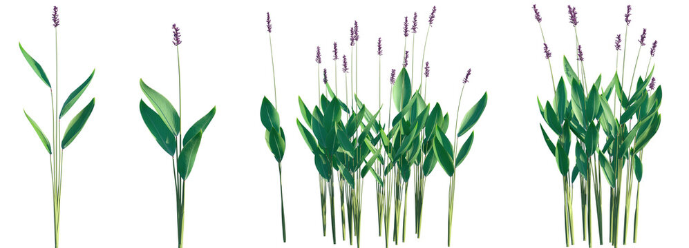 Set of Thalia dealbata (the powdery alligator-flag, hardy canna, or powdery thalia) frontal isolated png on a transparent background perfectly cutout high resolution