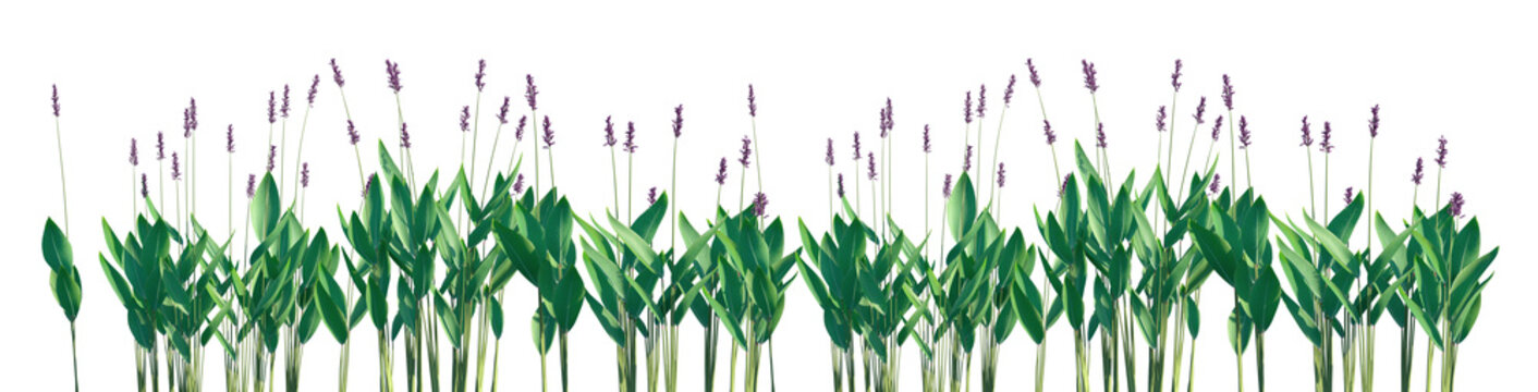 Set of Thalia dealbata (the powdery alligator-flag, hardy canna, or powdery thalia) frontal isolated png on a transparent background perfectly cutout high resolution
