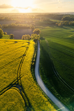 Aerial view of a winding road passing through vibrant yellow rapeseed fields and green meadows near Freienwillen during sunset Langballig, Schleswig-Holstein, Germany.