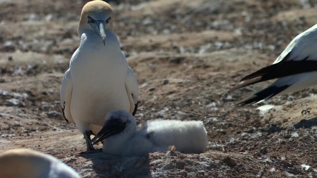 Adult Australasian gannet standing protectively beside a fluffy chick within the Cape Kidnappers Gannet Colony in Hawke&rsquo;s Bay, New Zealand
