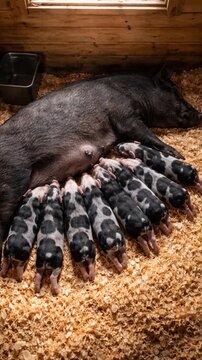 Rural farming scene with piglets and sow