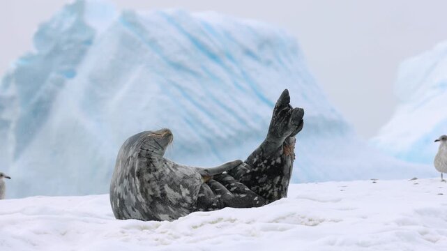 Weddell seal reclines on Antarctic snow with flippers raised, framed by blue glacier ice in a striking polar wildlife scene.