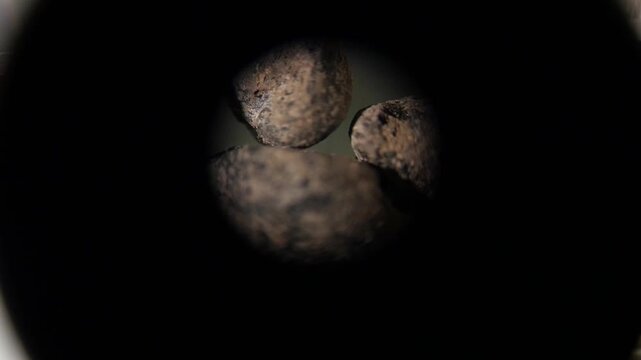 Close up stable shot looking through microscope at prehistoric carbonized seeds. Archeobotanical research and scientific analysis of ancient plant seeds in a lab.