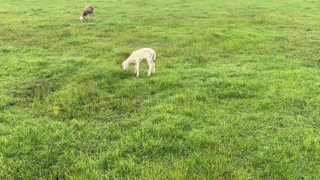 A small white lamb standing on a wide green grass field with another sheep grazing in the distance.