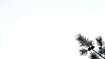 Obraz premium Silhouette of pine tree branches against a white sky