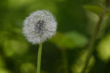 Macro shot of a fluffy white dandelion seed head Taraxacum officinale against a vibrant green blurred backgraund. © Ljiljana