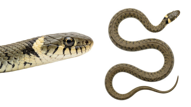 two views of a grass snake (natrix natrix) coiled and close up isolated on transparent background