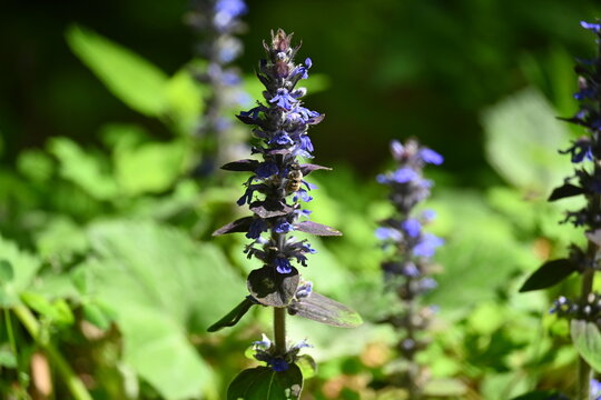 A bugleweed Ajuga reptans flower blooming in the Danilova kosa nature reserve in Serbia.