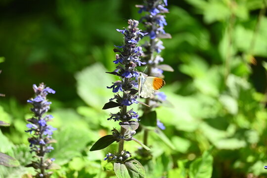 Blue Ajuga reptans wildflowers blooming under sunlight in Danilova kosa nature reserve. First-degree protection area