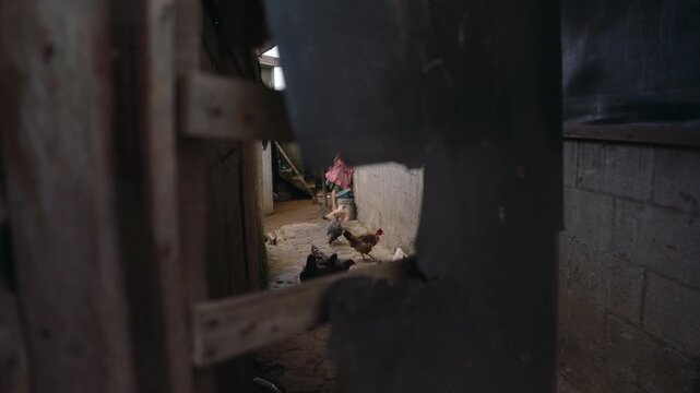 Chickens walking around inside a dark, rustic barnyard with wooden walls and dirt floor