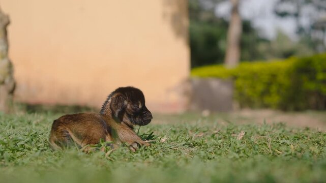 newborn baby goat with brown fur lying down and resting on a green lawn in a farmyard