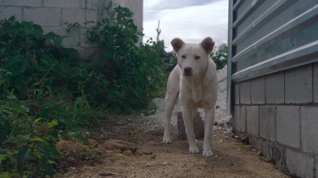 Wary white stray dog looks around before cautiously walking into the bushes of an urban alley
