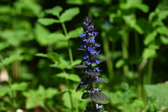 Blue Ajuga reptans wildflower blooming in Danilova kosa nature reserve. First-degree protection forest wilderness.