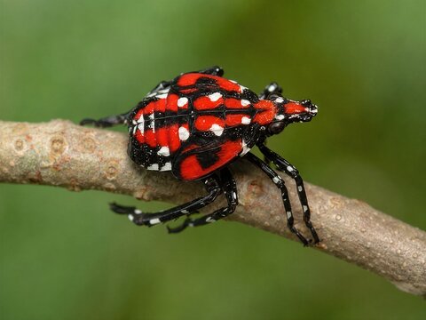 Spotted Lanternfly Resting on Plant