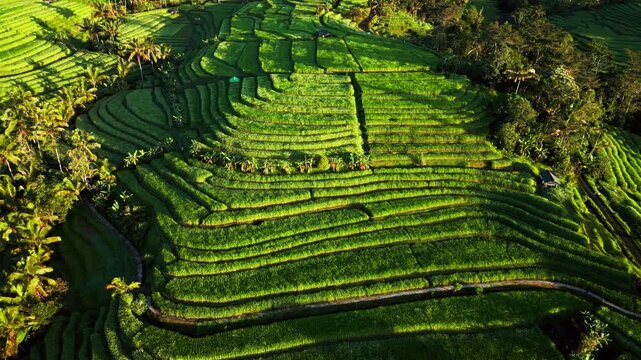 Layered tropical farmland patterns flowing across lush green hillsides surrounded by dense palm trees and long morning shadows in golden sunrise light orbit aerial drone footage.