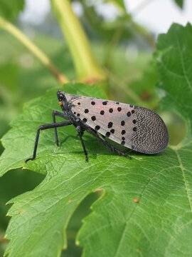Spotted Lanternfly Resting on Plant