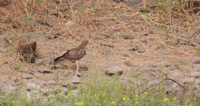 Subadult Bonelli's eagle sits on rocky ground with soft yellow flowers in the morning foreground