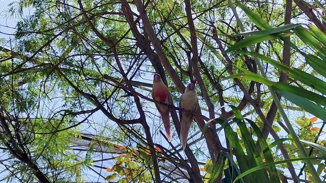 Two rose-ringed parakeets perch together in dappled tropical tree canopy with blue sky. Perfect for urban wildlife, tropical nature, birding content, and Asia travel docs.