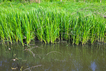 Fototapeta premium Bright green sedge and tall grass grow densely along the wild bank of a calm river or pond in spring. Picturesque coastal vegetation is reflected in the dark water, creating an atmosphere of peace, 