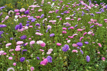 Obraz premium Profusion of pink, violet and white flowers of China asters in August
