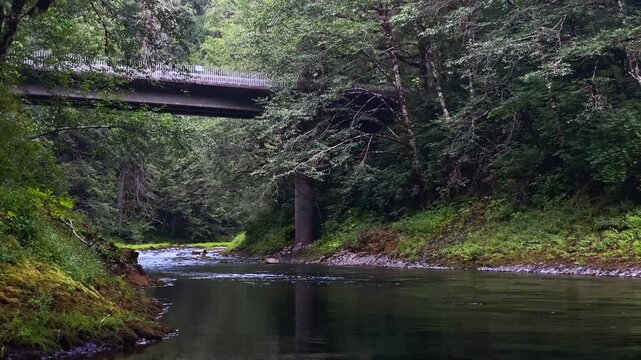 Calm river flowing beneath small bridge surrounded by dense green forest with soft natural light