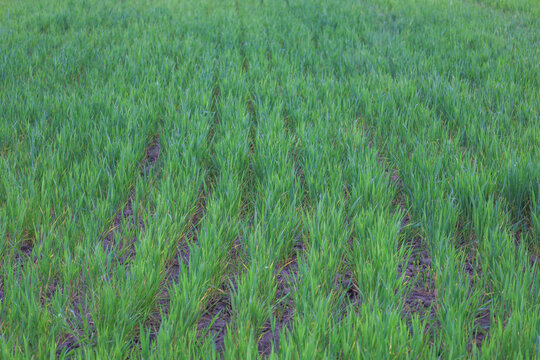 Young bright green sprouts of winter wheat or barley grow in even rows on a vast farm field in spring. Fresh grass symbolizes the beginning of a new agricultural season, land fertility, and future ric