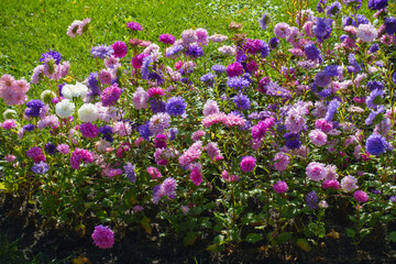 Obraz premium Profusion of pink, violet and white flowers of China asters in September
