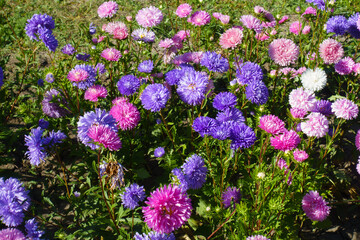 Fototapeta premium Profusion of pink, violet and white flowers of China asters in September