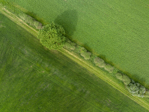 Aerial view of vibrant green agricultural fields divided by a diagonal line of trees and bushes with a single tree casting a long shadow.