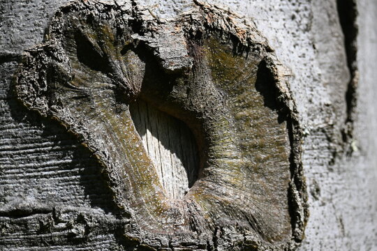 Close up of an abstract organic texture inside a hollow beech tree trunk