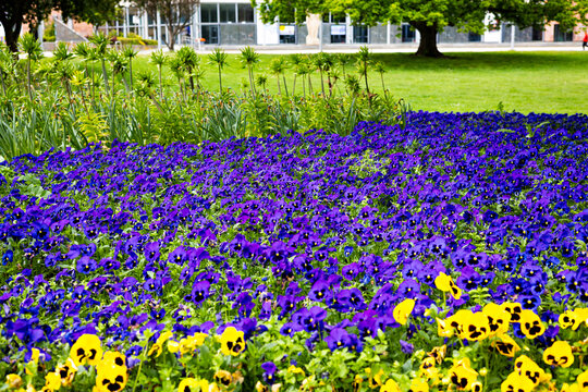 Wide view of vibrant purple and yellow pansy flowers decorating the City Hall Park in Chemnitz, Germany during springtime. Scenic urban park landscape with blooming flower beds, green trees, and fresh