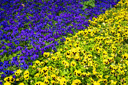 Vibrant purple and yellow pansy flowers blooming in a colorful spring flower bed at a public park in Chemnitz, Germany. Bright seasonal floral background with fresh garden texture and natural outdoor 