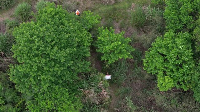 Aerial photography of tea pickers in tea gardens in the mountainous areas of southern Anhui province, resisting the tea and descending the mountain