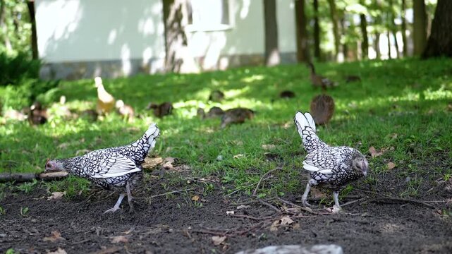 A silver-laced hen and a golden-laced hen explore a park, showcasing the diversity of poultry breeds with their unique feathered patterns. They walk on grass surrounded by trees and greenery